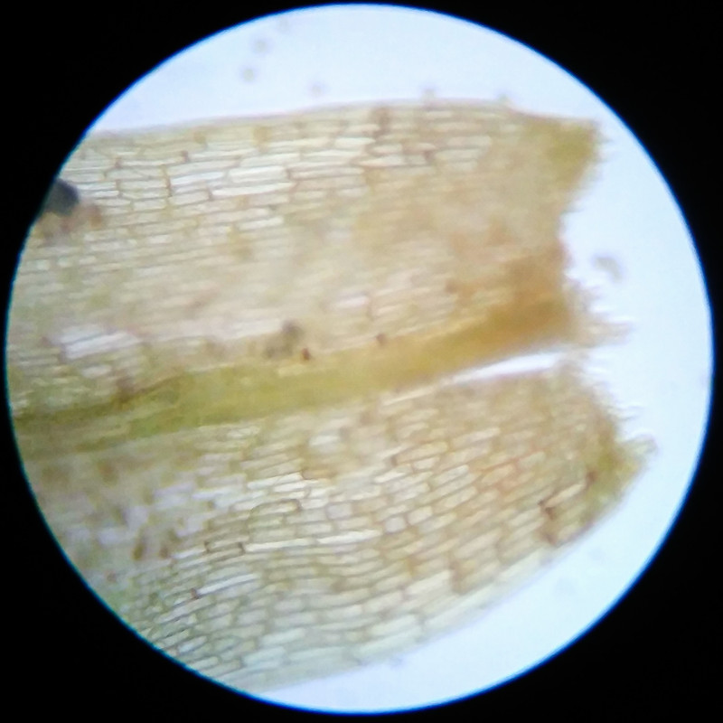 IMG 20250617 121653 HDR