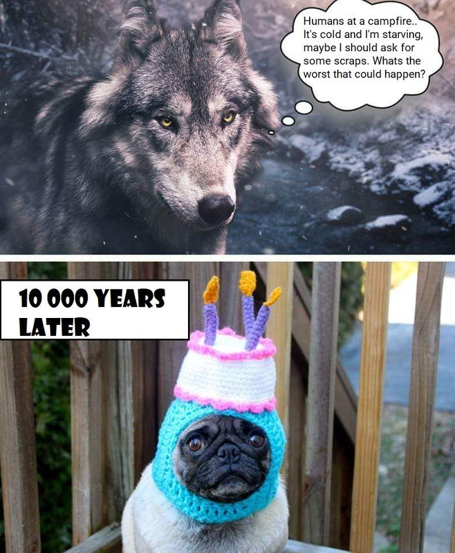 vucko.jpg