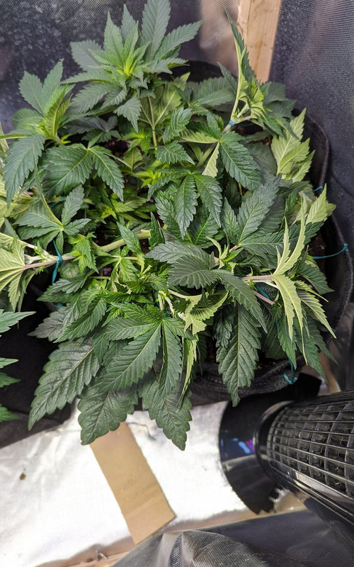 IMG_20240421_193110_(1200_x_1920_piksel)