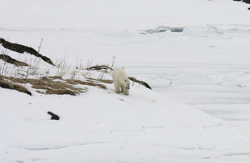 polar-bear-quirpon-island.jpg