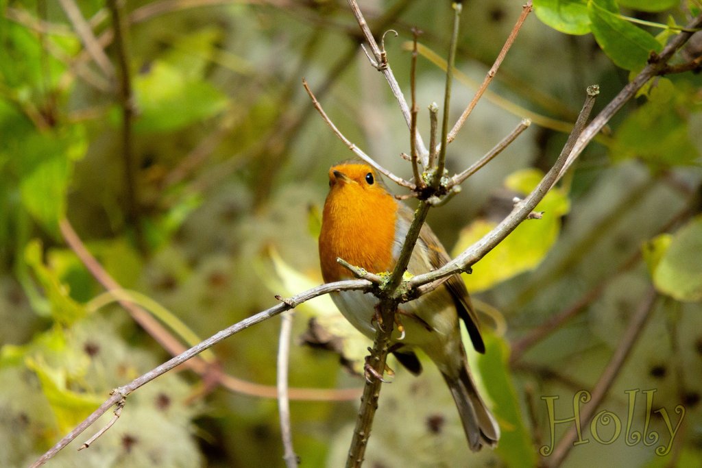 robin-2020-number2-Holly.jpg