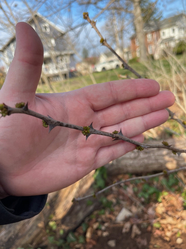 z americanum bud