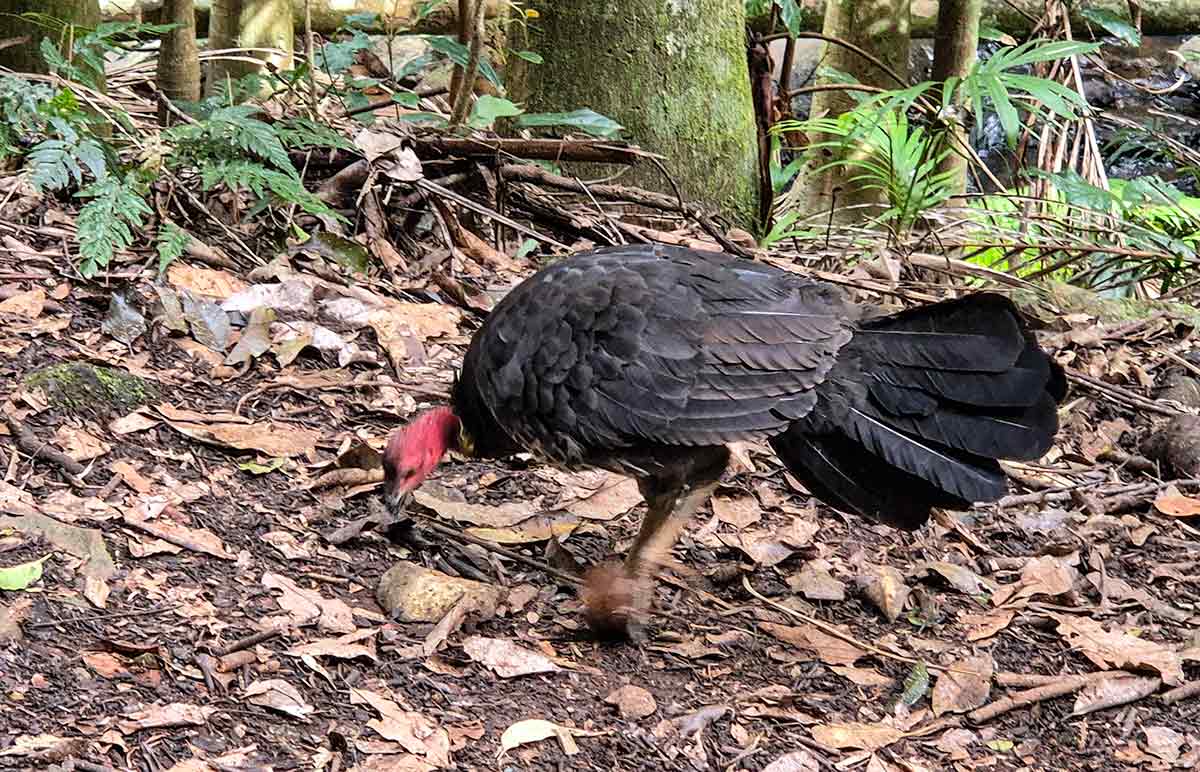 Brushturkey/bush turkey (not related to Christmas dinner)
