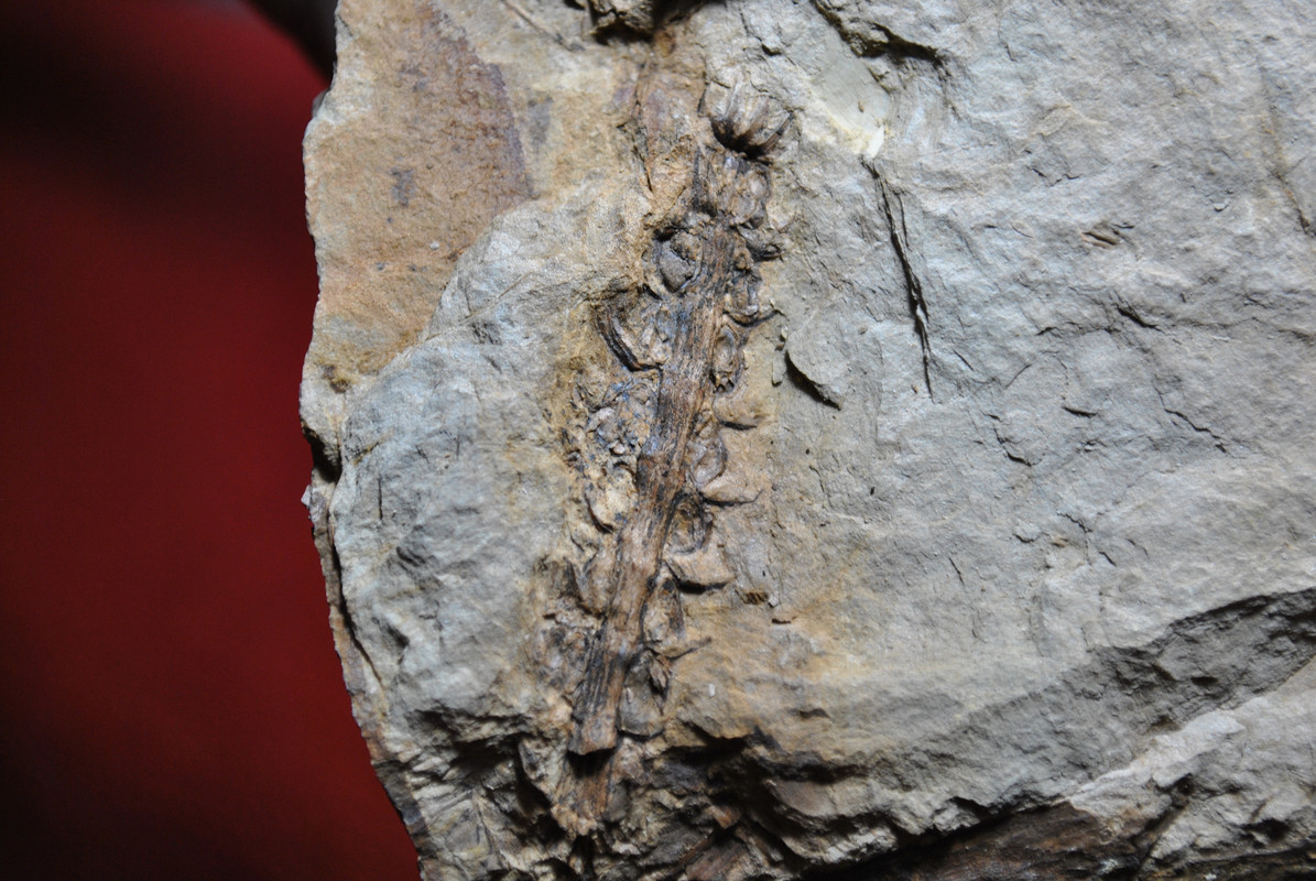 Calamites Schlotheim ,1820. Annularia sternberg , 1822 . - Page 5 DSC-2855