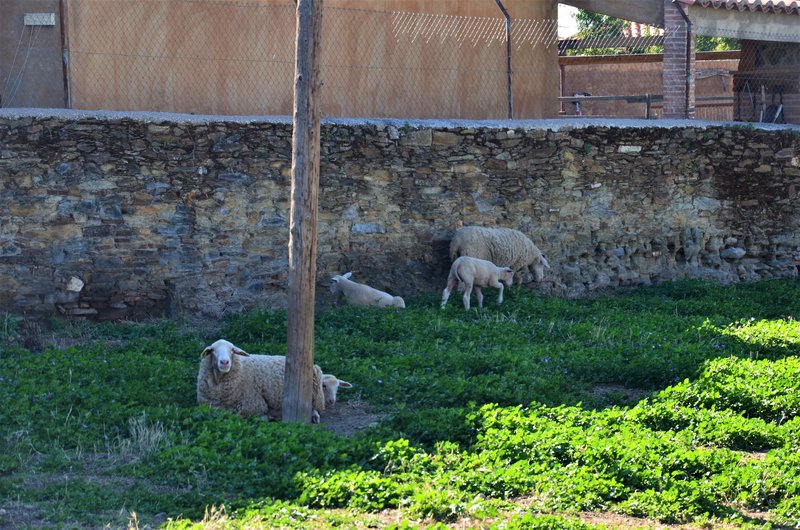 CARRASCALEJO-13-6-2023 - EXTREMADURA Y SUS PUEBLOS -2010-2023 (36)