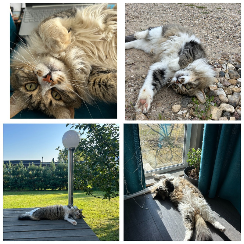 MyCollages - 2025-09-11T101447.851