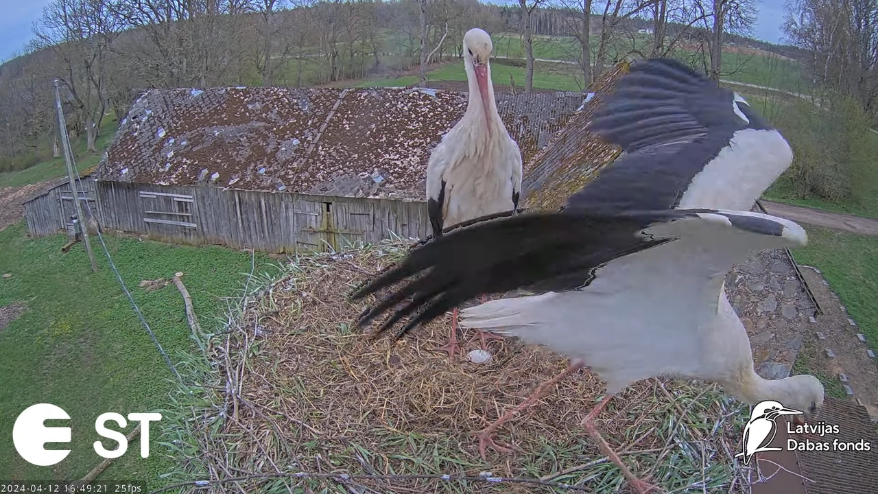 Baltie stārķi (Ciconia ciconia) Tukuma novadā - LDF tiešraide __ White storks in Tukums, Latvia 12-5