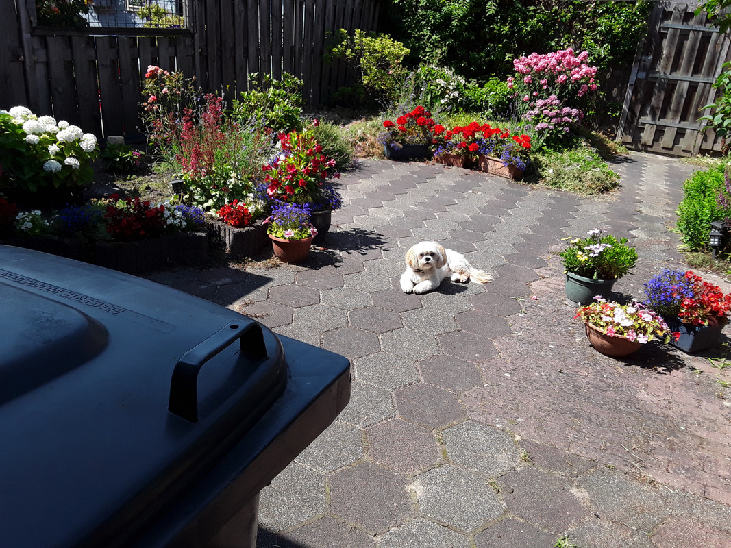 Afbeelding
