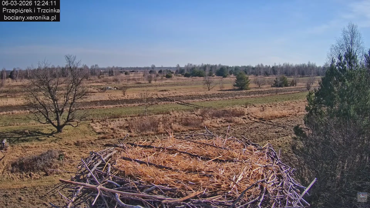 06032026 Prace przy gnieździe 1