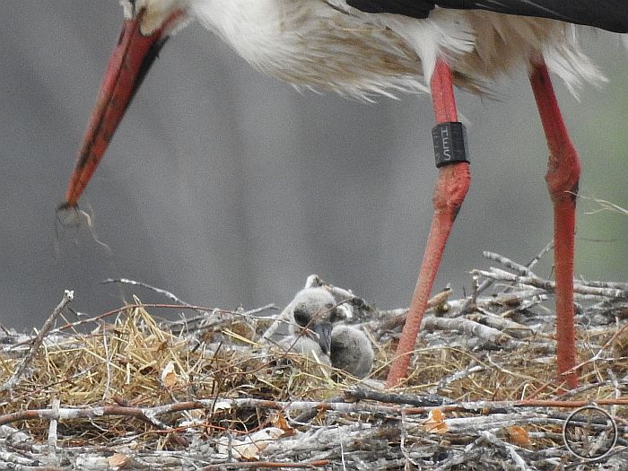 2021-04-29-3Küken_Tagebuch