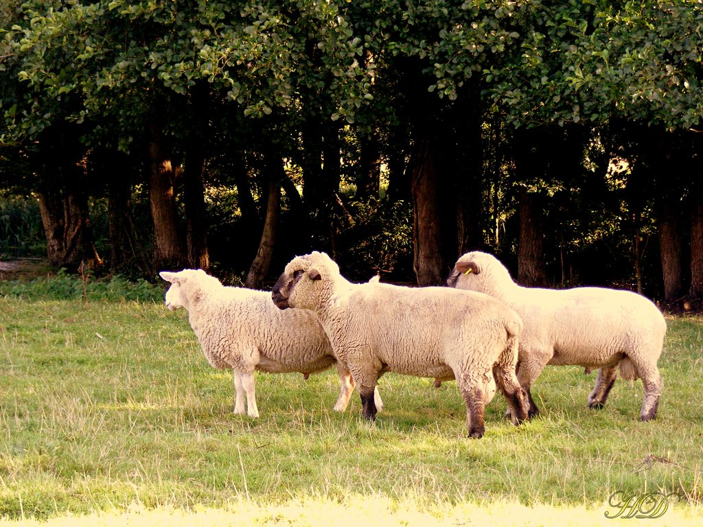 sheep-3-HD.jpg