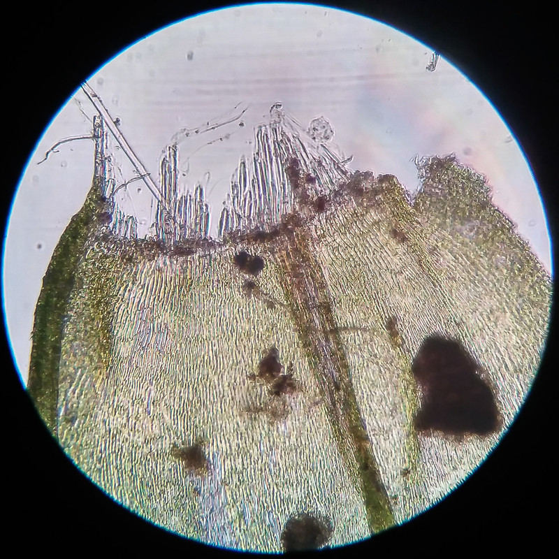 IMG 20250616 210849 HDR