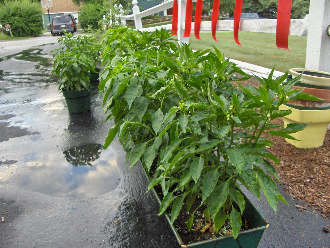 Chili2