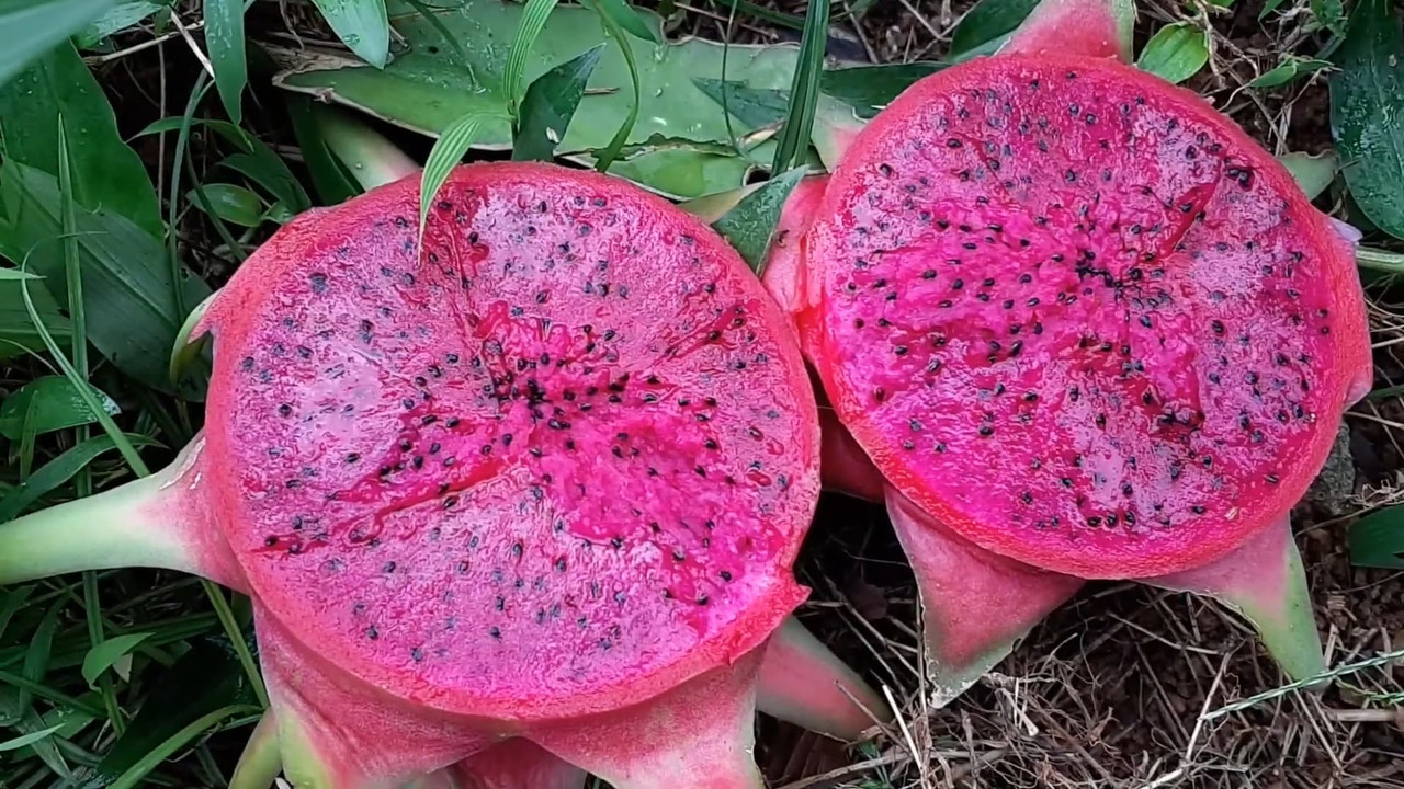 pink-purple-dragon-fruit.jpg