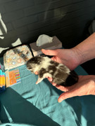 Afbeelding van WhatsApp op 2024-06-24 om 20.37.03_b582adff