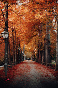 wp11432958-autumn-iphone-2022-wallpapers