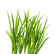 9-grass-png-image-green-grass-png-picture-thumb