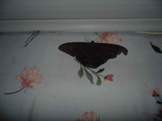 31.5.visiting moths V