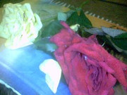 Picture-009