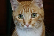 Romeo-Martin