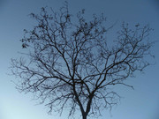 65.3.welcoming winter III