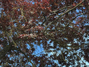 IMG-0744-Copy