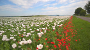 [Obrázky: WP-20200613-09-23-45-Pro.jpg]