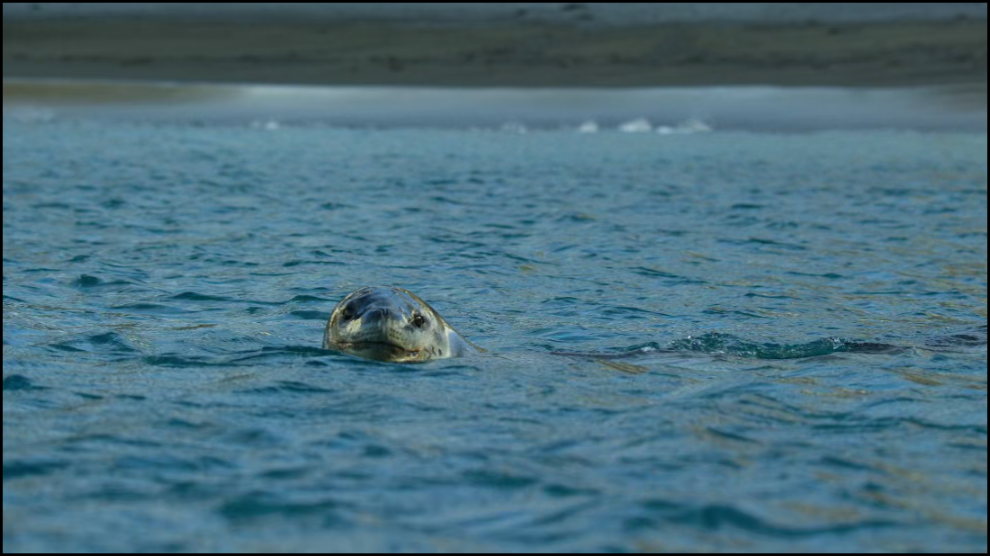 [Image: wxmi2klb28q4.png]