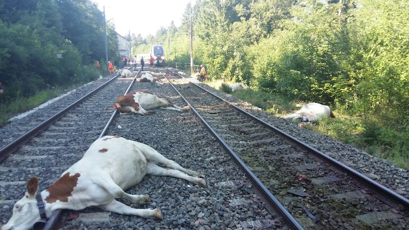 [39-FR] : Un TGV Lyria percute un troupeau de vaches 2019-08-24-TGV-Vaches-02
