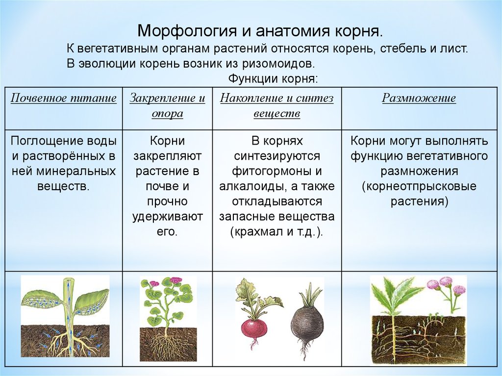 Мандры растений как корни и стебли ищут свет и воду