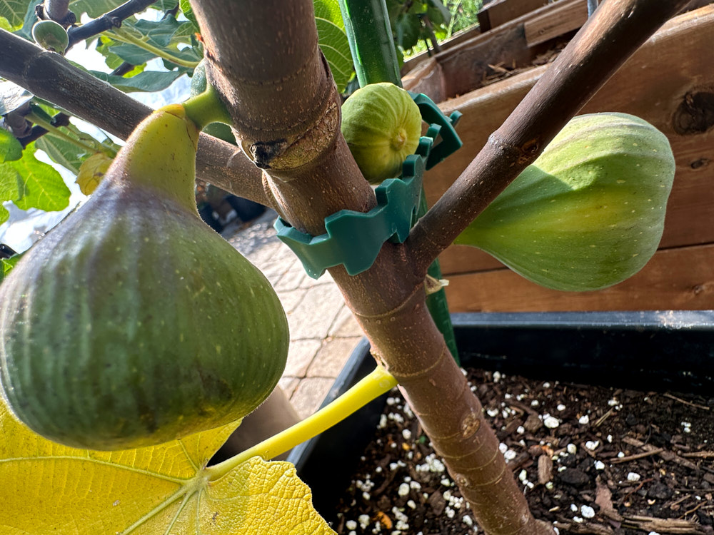 figs-384.jpg