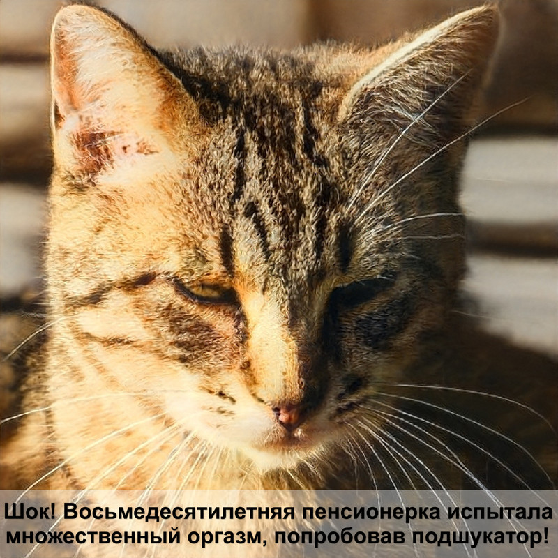 самая сильная домашняя кошка