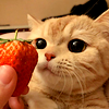 dghye