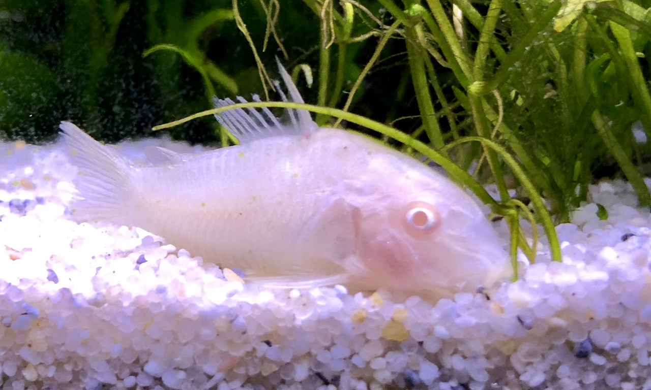 D55DBFB1-16F8-43FF-A18E-8CE3C87BA9F7