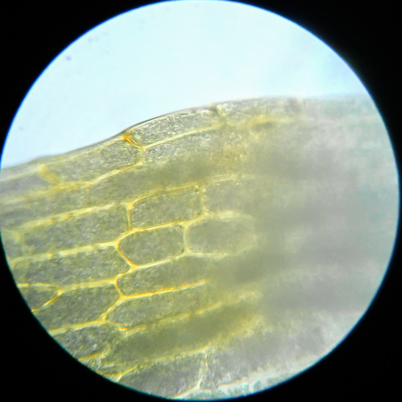 IMG 20250614 111321 HDR