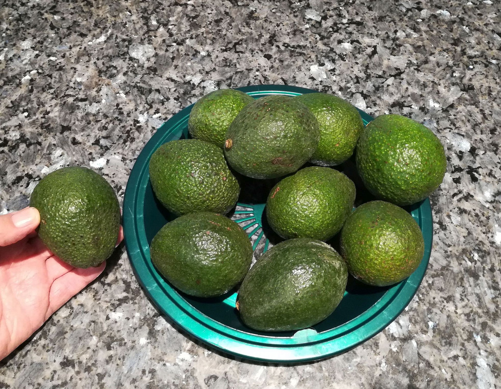 MorroAvocados