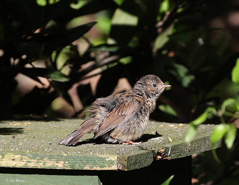 Heggemus 20180504-01 (1)