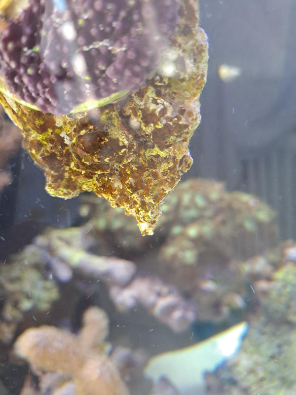 identification Thumbnail