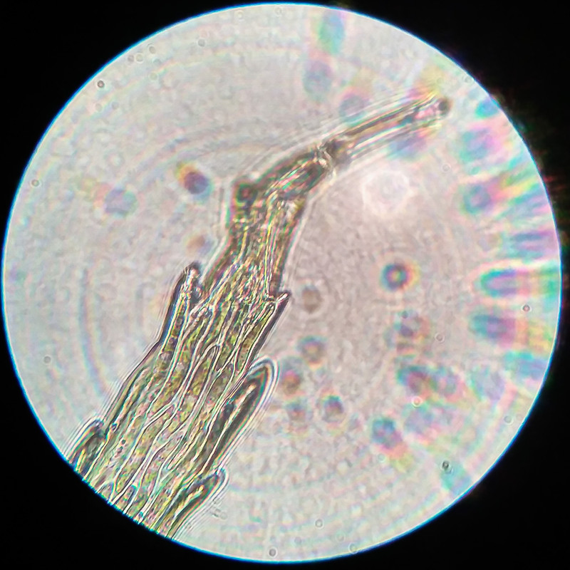 IMG 20250616 212418 HDR