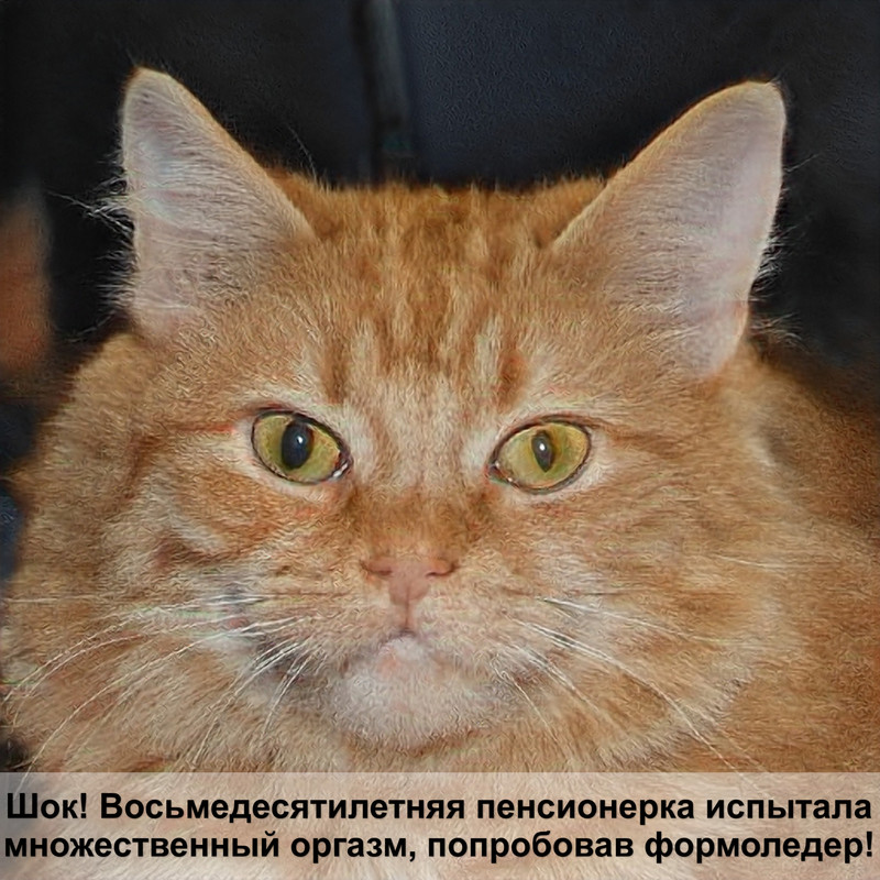 картезианская кошка окрас