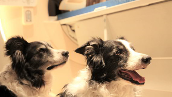 Creature curiose I cani possono distinguere tra linguaggi umani familiari e non familiari