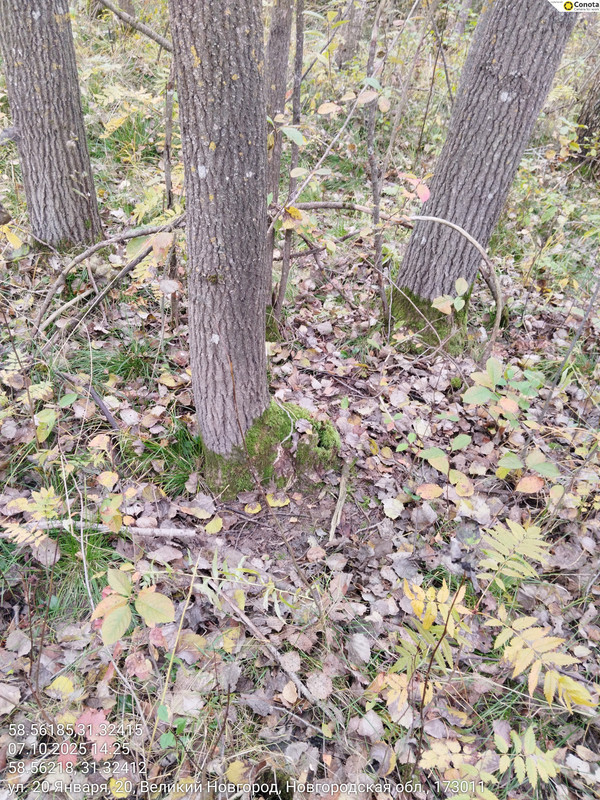 58.56185,31.32415_07102025_142547