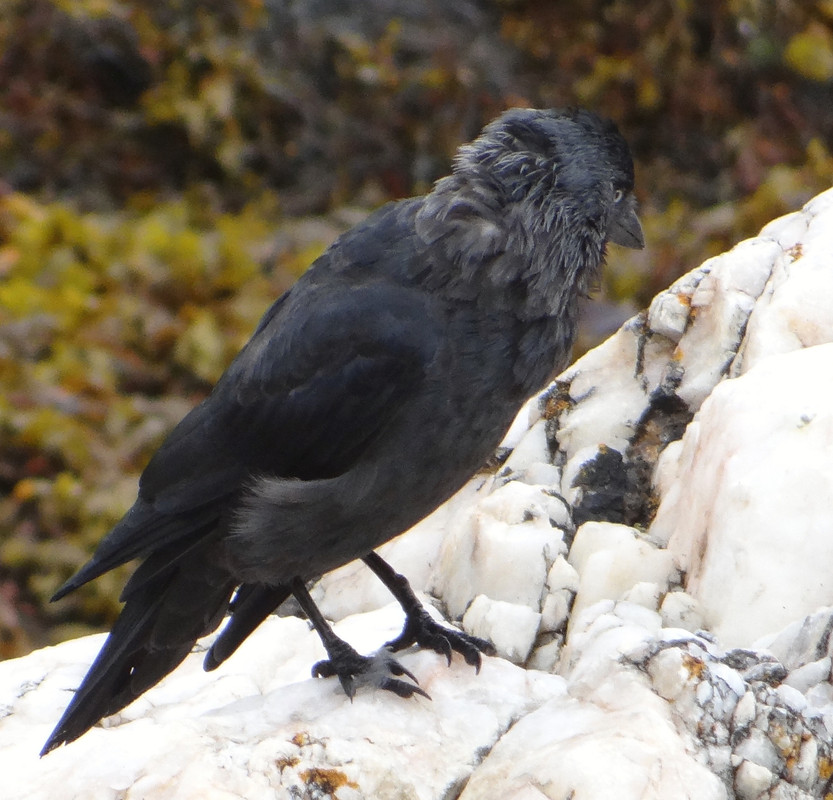 JACKDAW 54 060924
