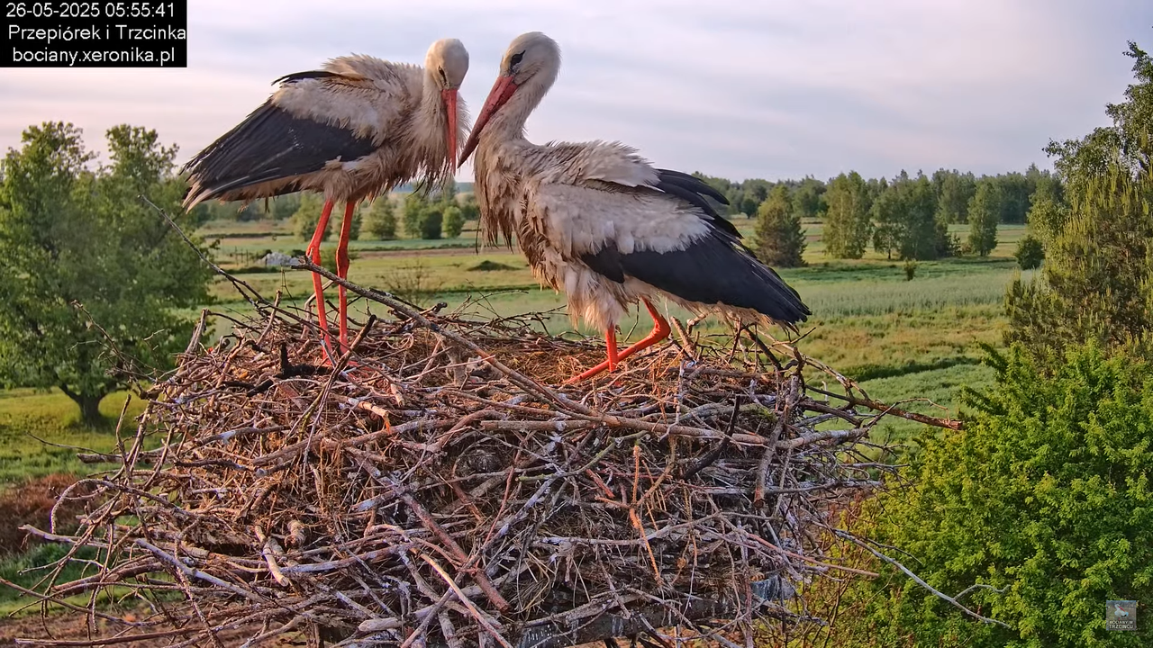 26052025bociany5