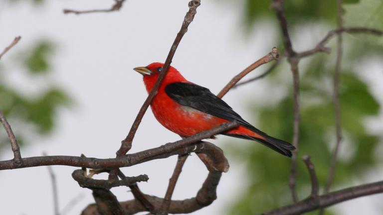 What Birds Are Out At Night In Maryland?