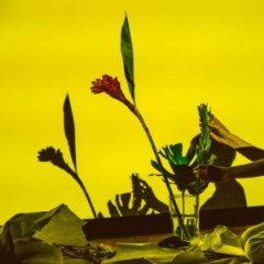 UCC-Harlo-300x300.jpg