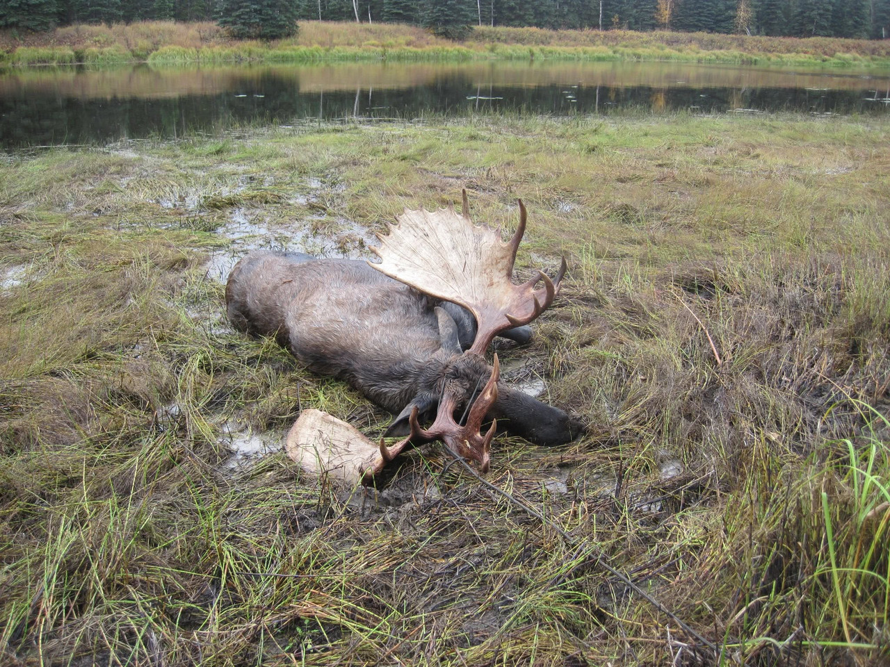 moose