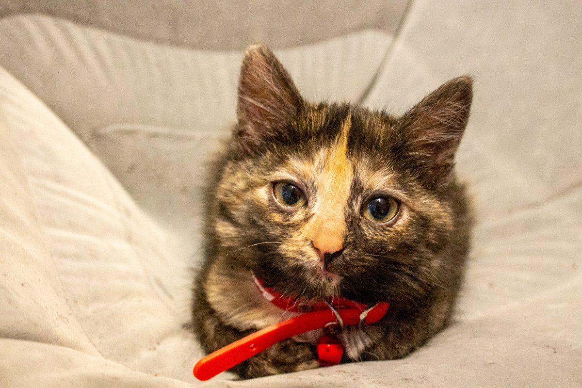 IMG-158c6344abe39a329db6c5dc761b07dd-V