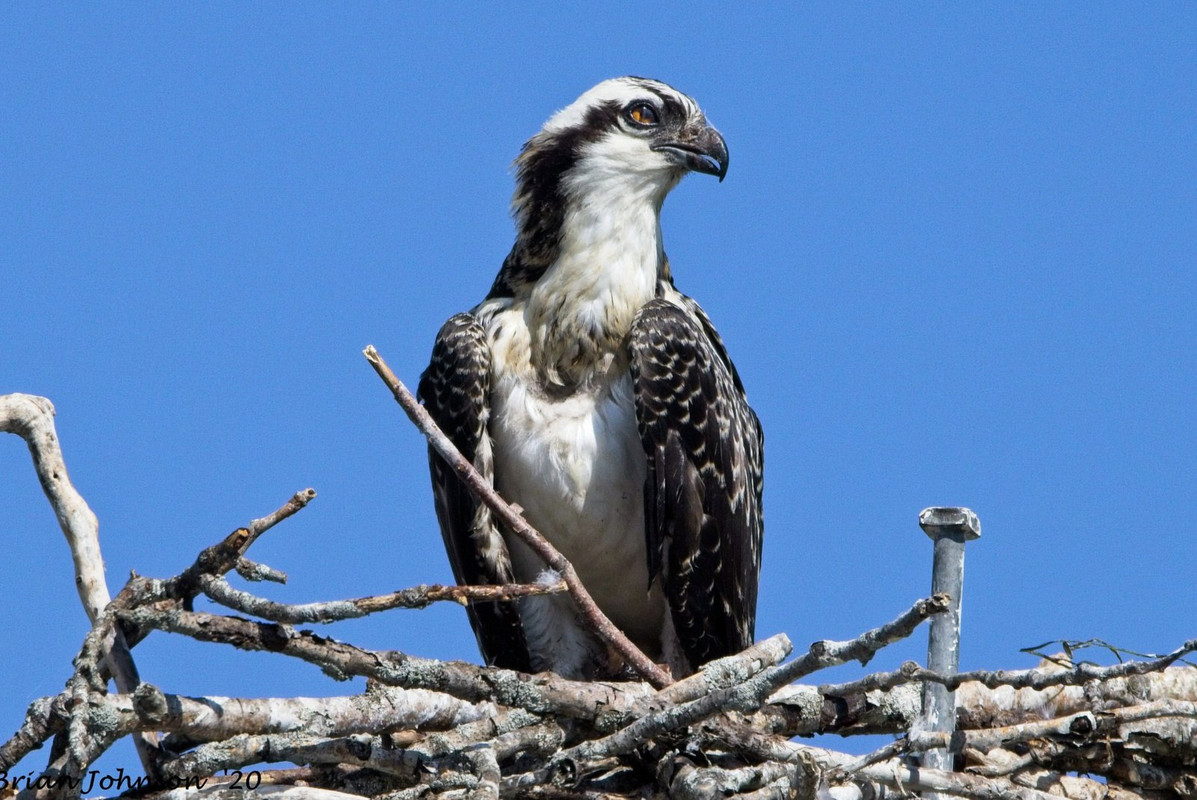 blacknwhite-osprey.jpg