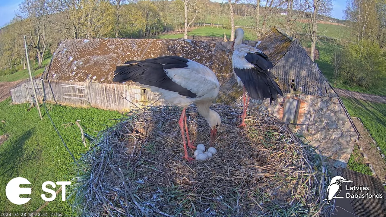Baltie stārķi (Ciconia ciconia) Tukuma novadā - LDF tiešraide __ White storks in Tukums, Latvia 9-56